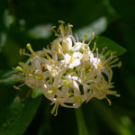 image: Image from the photoset ‘
flower (xxix)
’.