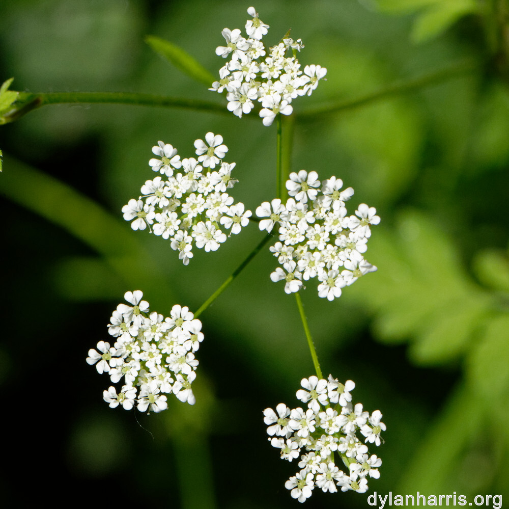 image: This is ‘
flower (xxx) 2
’.