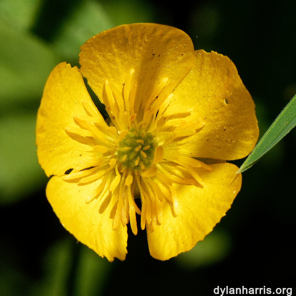 image: This is ‘
flower (xxx) 3
’.