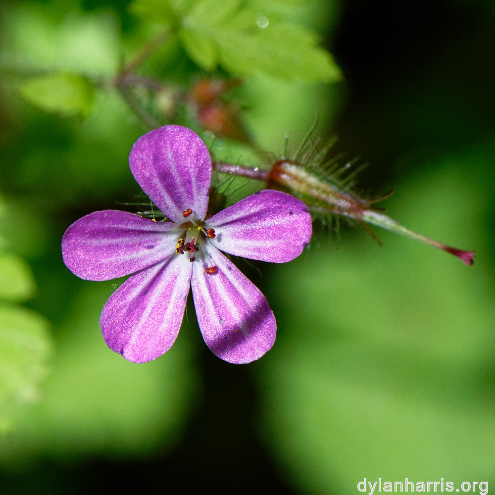 image: This is ‘
flower (xxx) 
’.