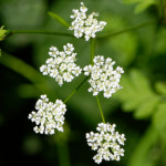 image: Image from the photoset ‘
flower (xxx)
’.