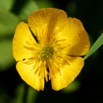 image: Image from the photoset ‘
flower (xxx)
’.