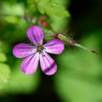 image: Image from the photoset ‘
flower (xxx)
’.