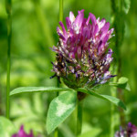 image: Image from the photoset ‘
flower (xxx)
’.