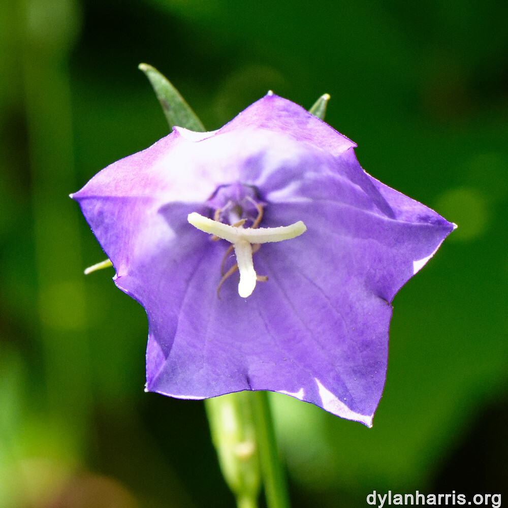 image: This is ‘
flower (xxxi) 1
’.