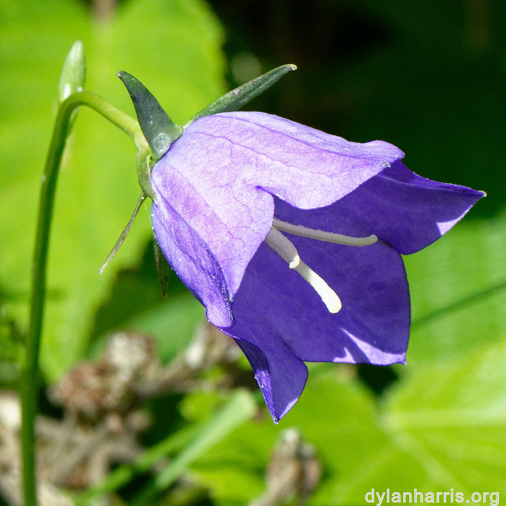 image: This is ‘
flower (xxxi) 2
’.