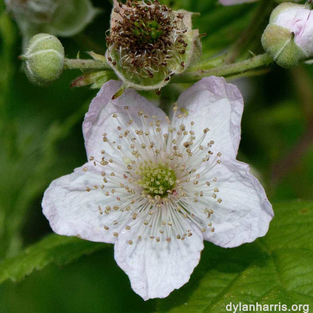 image: This is ‘
flower (xxxi) 3
’.