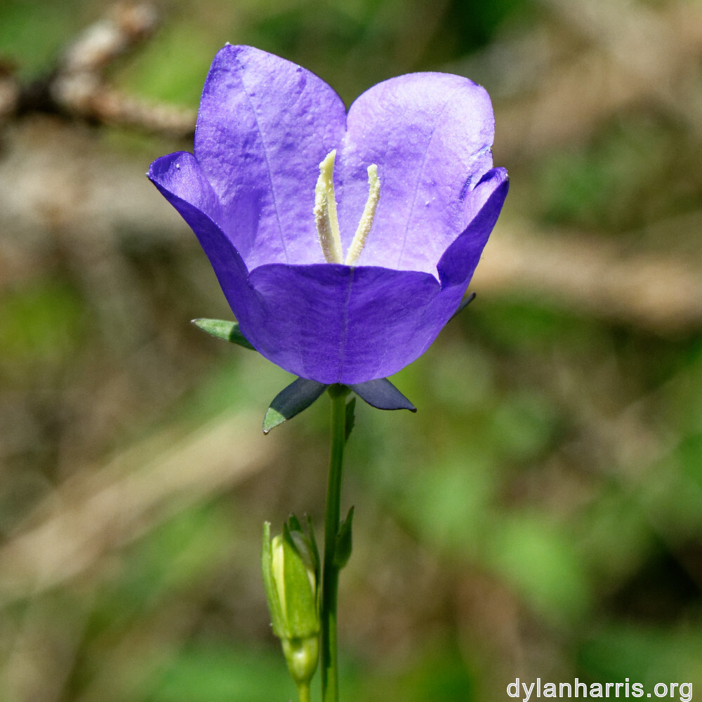 image: This is ‘
flower (xxxi) 
’.