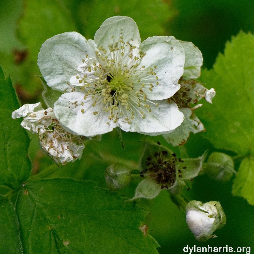 image: This is ‘
flower (xxxi) 5
’.