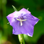 image: Image from the photoset ‘
flower (xxxi)
’.