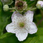 image: Image from the photoset ‘
flower (xxxi)
’.