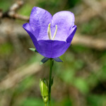 image: Image from the photoset ‘
flower (xxxi)
’.