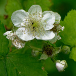 image: Image from the photoset ‘
flower (xxxi)
’.