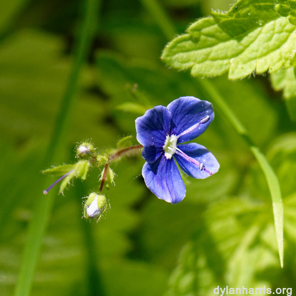 image: This is ‘
flower (xxxii) 1
’.