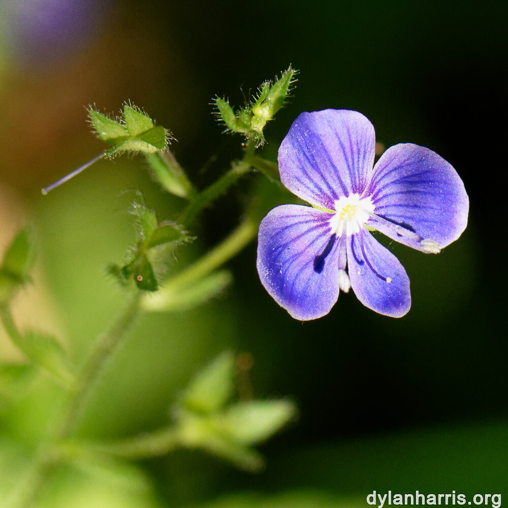 image: This is ‘
flower (xxxii) 
’.