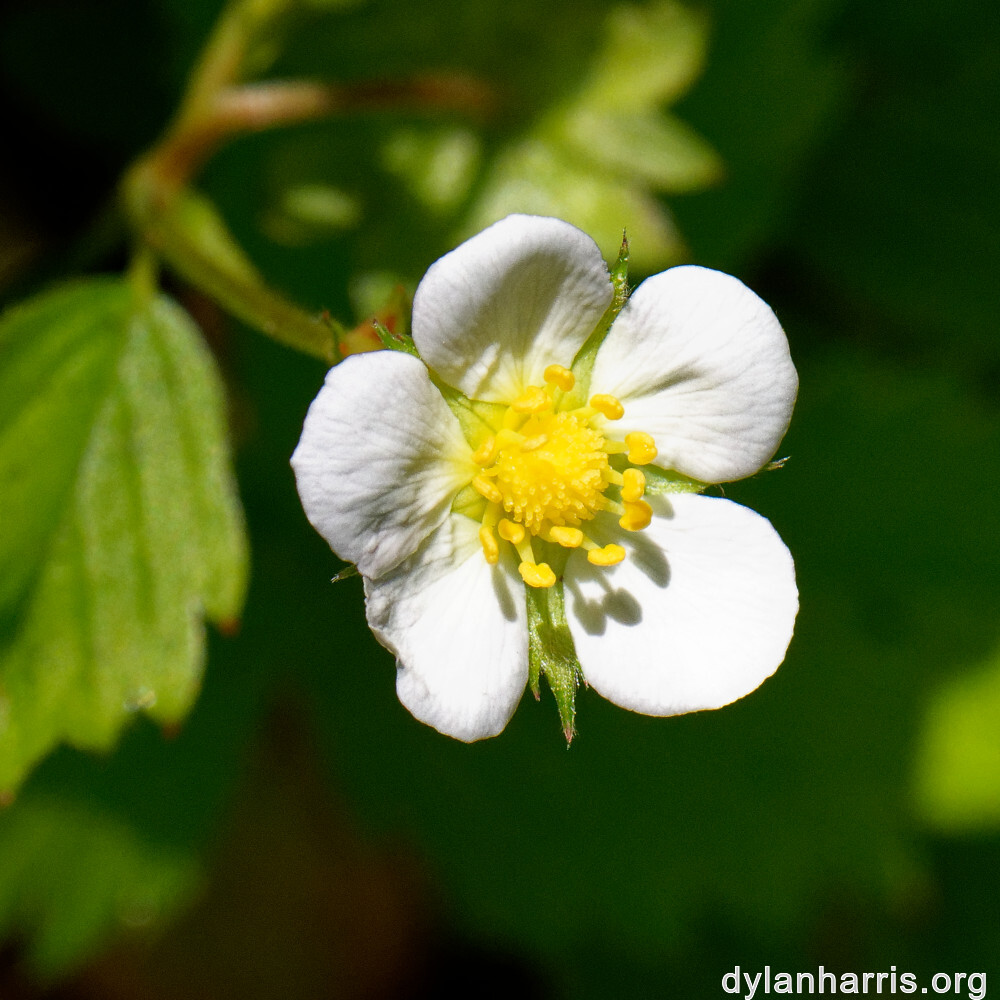 image: This is ‘
flower (xxxii) 5
’.