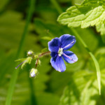 image: Image from the photoset ‘
flower (xxxii)
’.