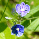 image: Image from the photoset ‘
flower (xxxii)
’.