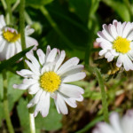 image: Image from the photoset ‘
flower (xxxii)
’.