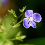 image: Image from the photoset ‘
flower (xxxii)
’.