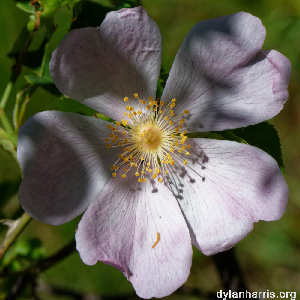 image: This is ‘
flower (xxxiii) 1
’.