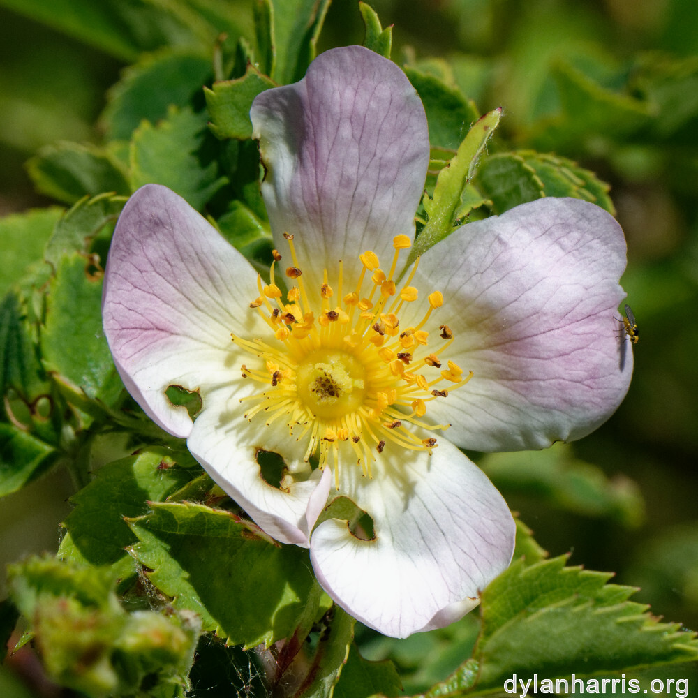 image: This is ‘
flower (xxxiii) 2
’.