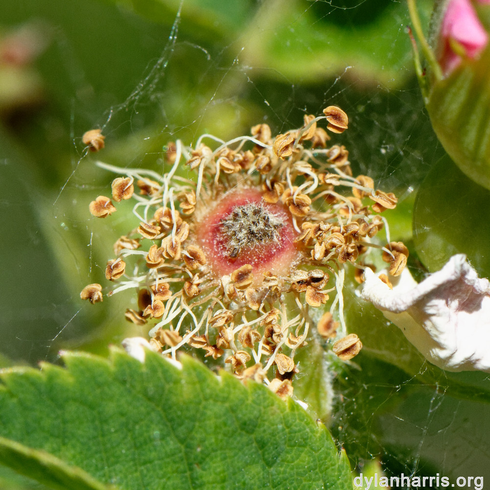 image: This is ‘
flower (xxxiii) 3
’.