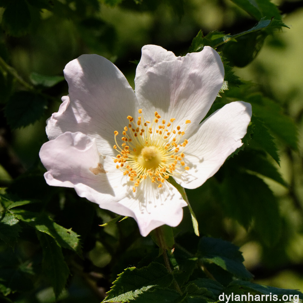 image: This is ‘
flower (xxxiii) 
’.