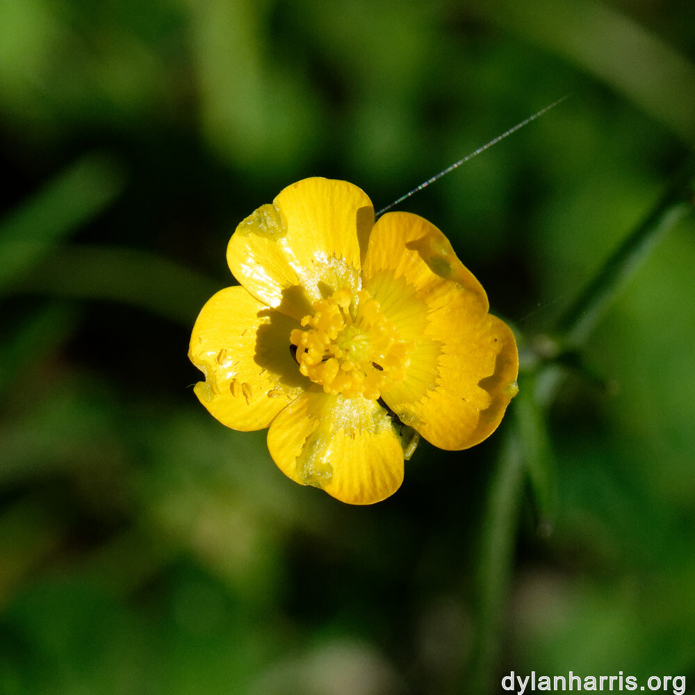 image: This is ‘
flower (xxxiii) 5
’.