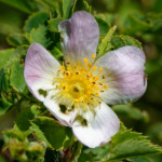 image: Image from the photoset ‘
flower (xxxiii)
’.