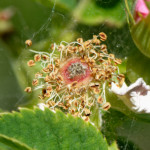 image: Image from the photoset ‘
flower (xxxiii)
’.