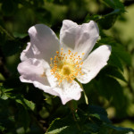 image: Image from the photoset ‘
flower (xxxiii)
’.