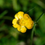 image: Image from the photoset ‘
flower (xxxiii)
’.