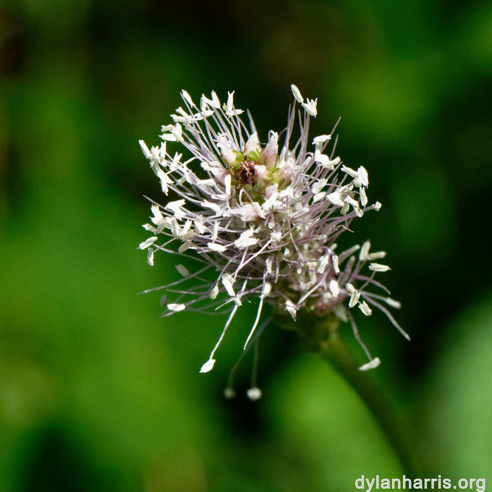 image: This is ‘
flower (xxxiv) 1
’.