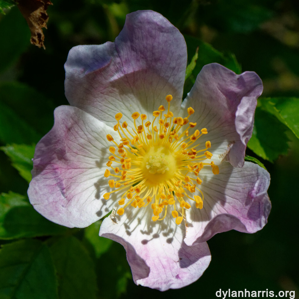 image: This is ‘
flower (xxxiv) 2
’.