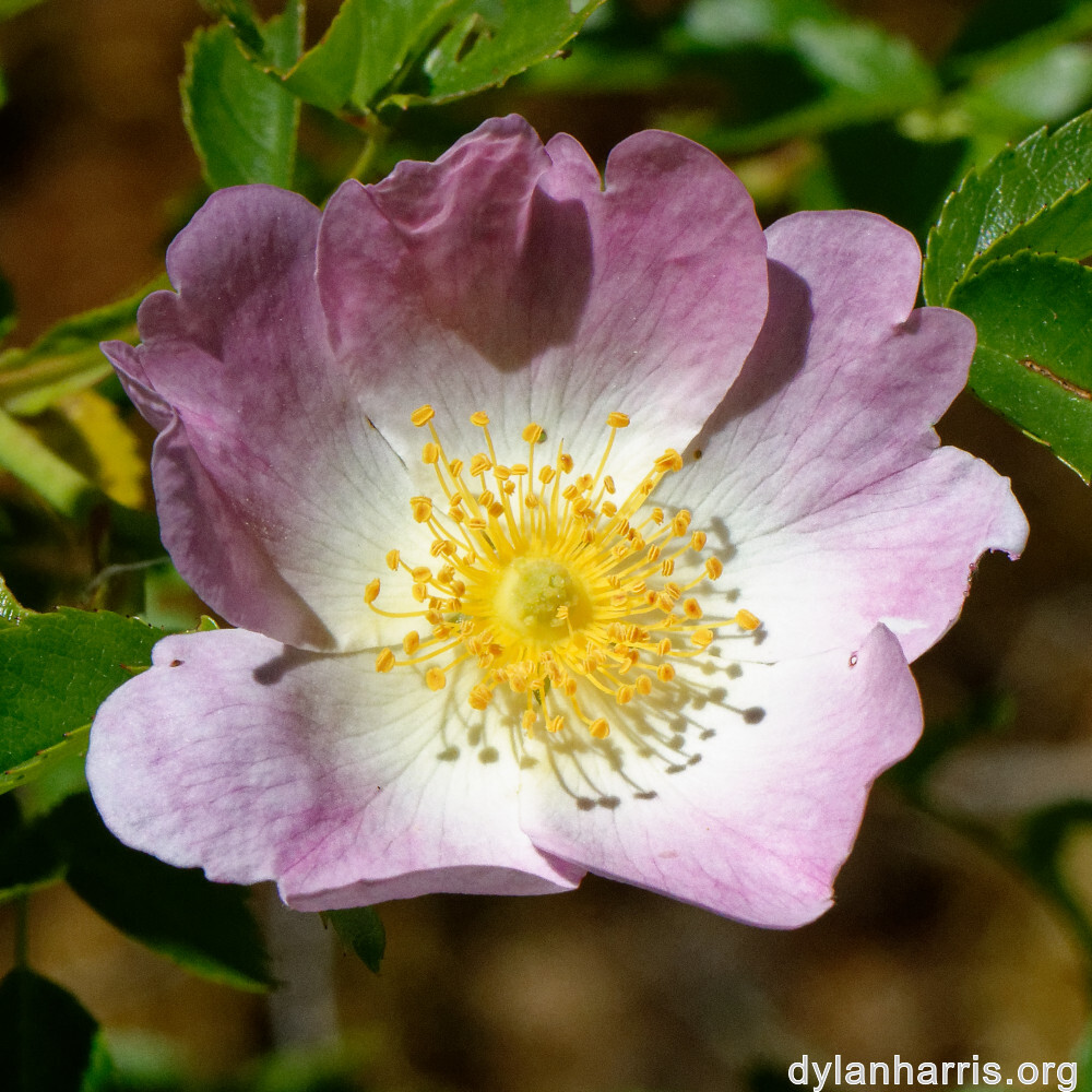 image: This is ‘
flower (xxxiv) 3
’.