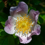 image: Image from the photoset ‘
flower (xxxiv)
’.