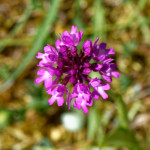 image: Image from the photoset ‘
flower (xxxiv)
’.