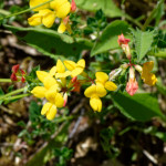 image: Image from the photoset ‘
flower (xxxiv)
’.