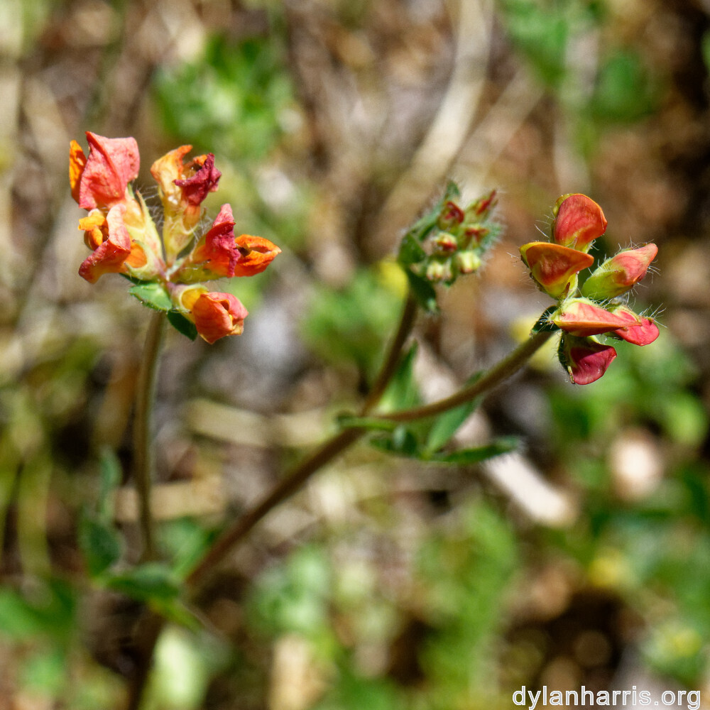 image: This is ‘
flower (xxxv) 1
’.