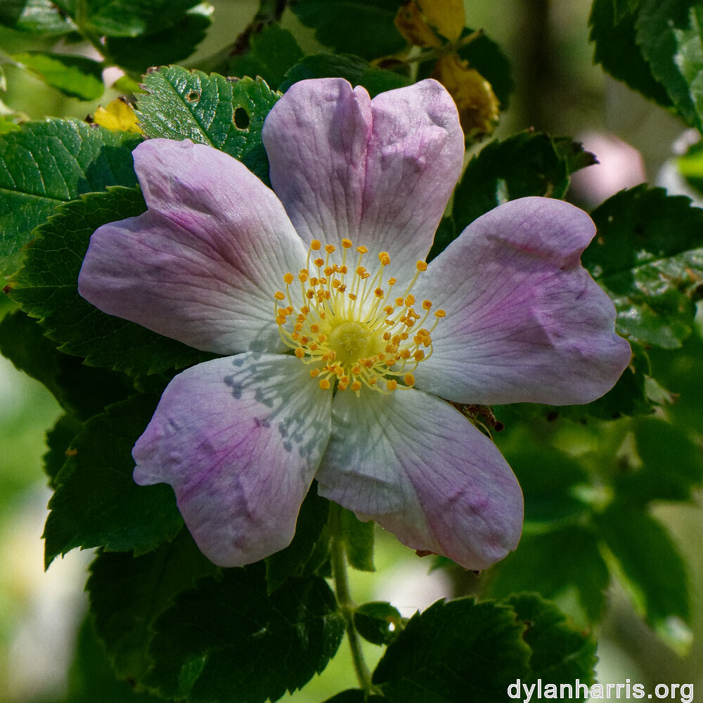 image: This is ‘
flower (xxxv) 2
’.