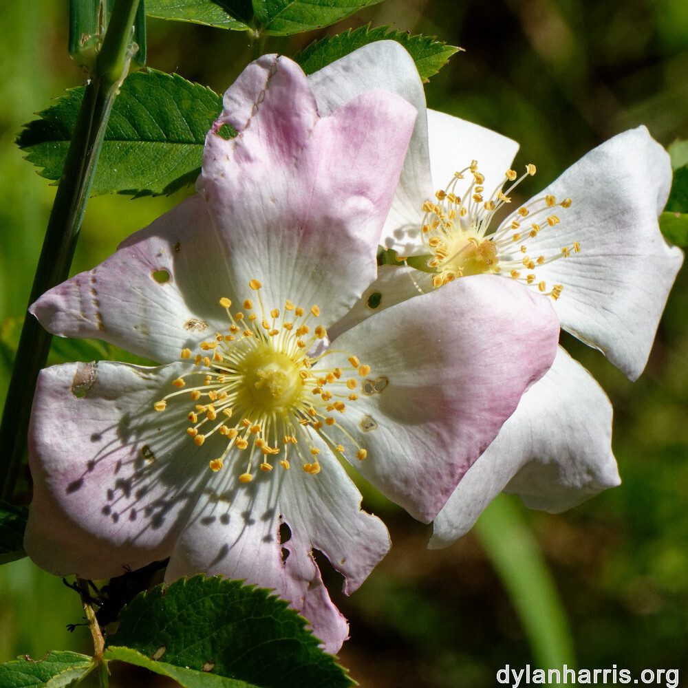 image: This is ‘
flower (xxxv) 3
’.