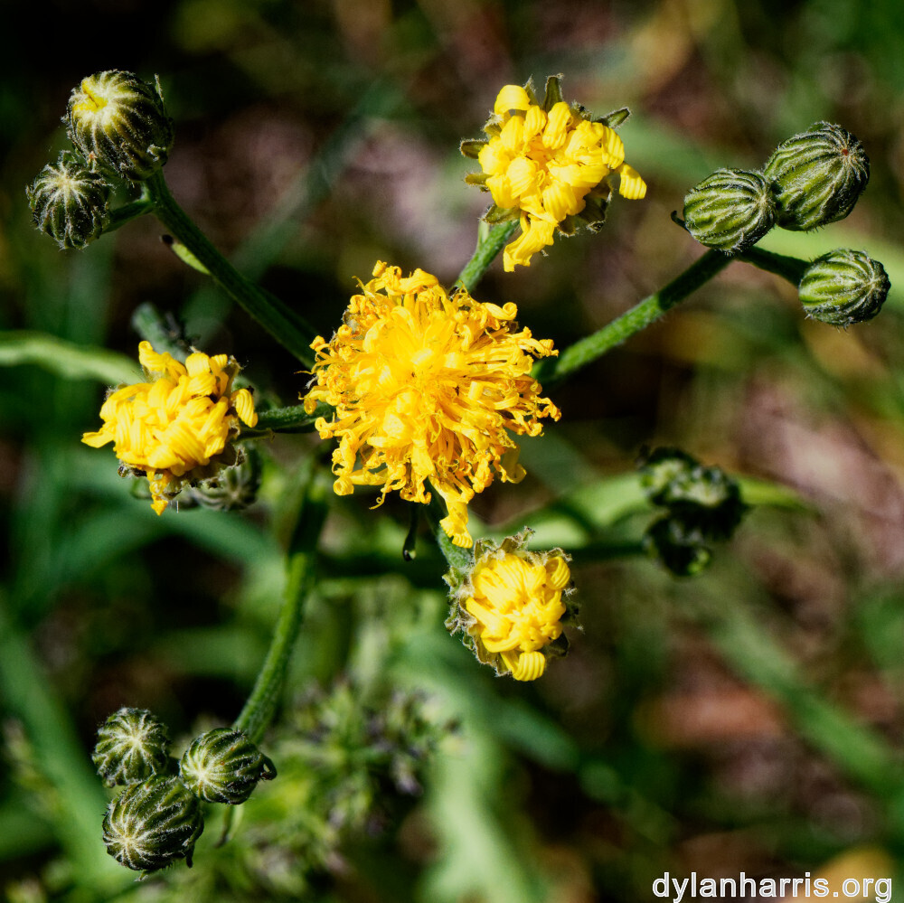 image: This is ‘
flower (xxxv) 
’.