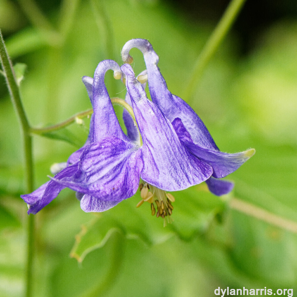 image: This is ‘
rumelange 6
’.