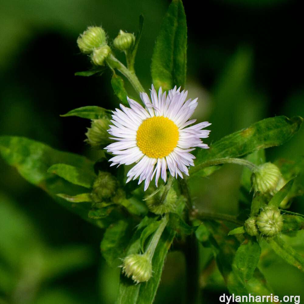 image: This is ‘
rumelange 9
’.