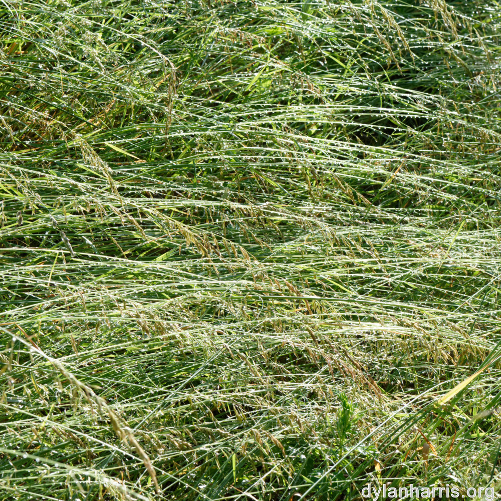 image: This is ‘
flower (xxxvi) 1
’.