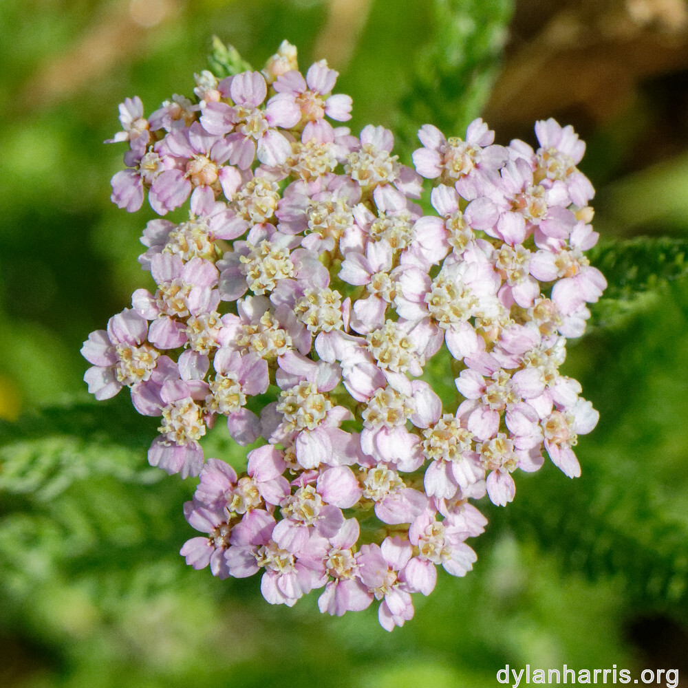 image: This is ‘
flower (xxxvi) 2
’.