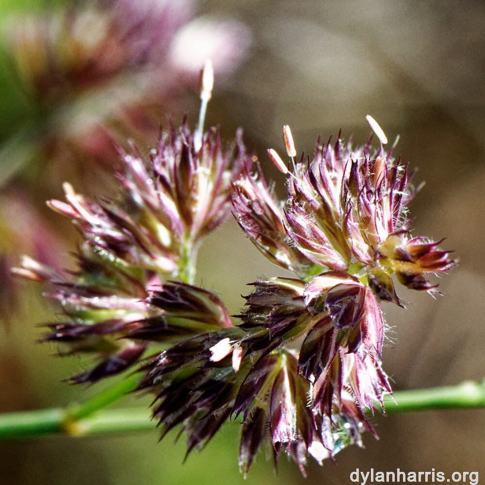 image: This is ‘
flower (xxxvi) 3
’.