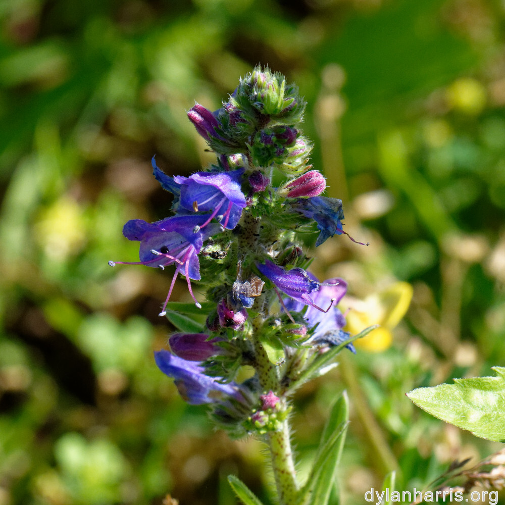 image: This is ‘
flower (xxxvi) 5
’.