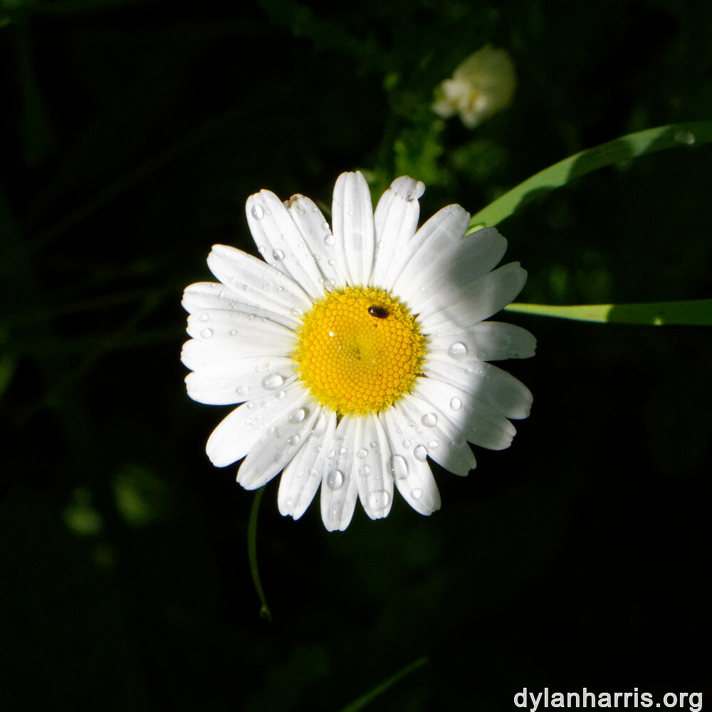 image: This is ‘
flower (xxxvi) 6
’.